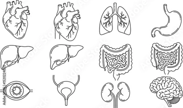 Fototapeta Human organs line icon set. Vector pictograms of heart, lungs, liver, stomach, intestine, kidney, brain, bladder, anatomy thin linear illustration.
