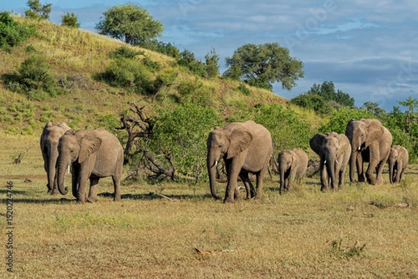 Obraz Elephant herd searching for food and water in the green season in a Game Reserve in the Tuli Block in Botswana.