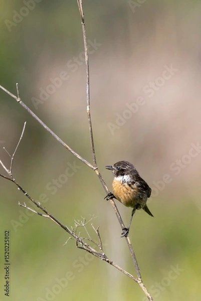 Fototapeta Vertical image of a Common Stonechat (Saxicola rubicola) perched on a branch. Soft earthy background tones. Captured in Arrocampo Bird Park, Spain.