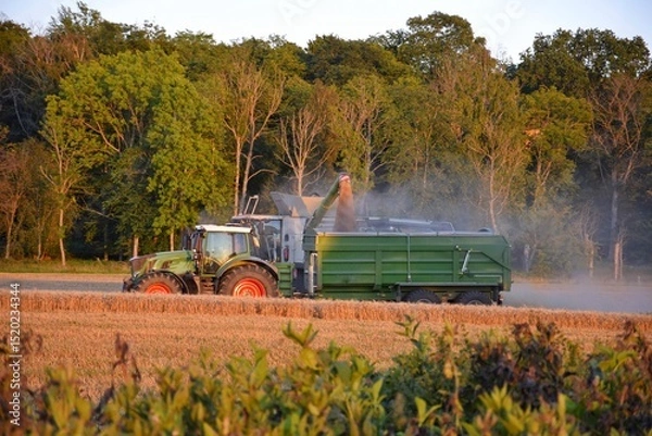 Obraz A tractor with a trailer and a combine harvester are working in the field. The grain harvest is underway.