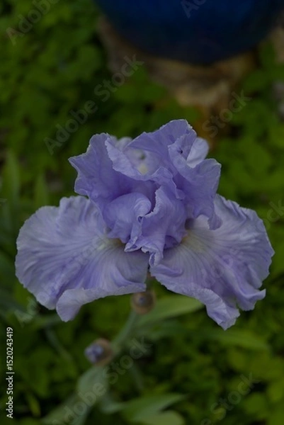 Fototapeta A vibrant lavender iris blooms, its delicate petals and fresh green leaves creating a serene, natural beauty. Perfect for garden themes.