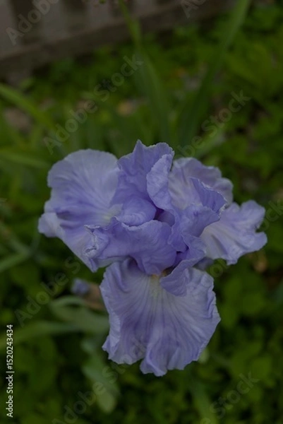 Fototapeta A vibrant lavender iris blooms, its delicate petals and fresh green leaves creating a serene, natural beauty. Perfect for garden themes.