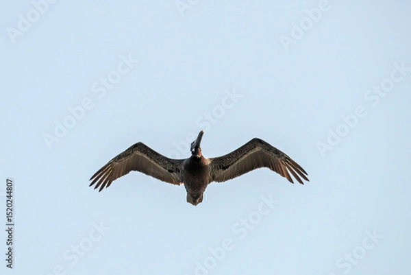 Fototapeta Brown Pelican soaring in hazy blue sky, showing its impressive wingspan, with copy space.
