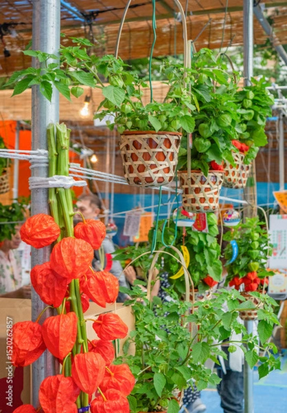 Fototapeta Close up on orange Japanese lantern plants, also known as ground cherry, hang in woven bamboo pots at a Hoozuki market during the summer Obon Buddhist festival to guide the spirits of ancestors.