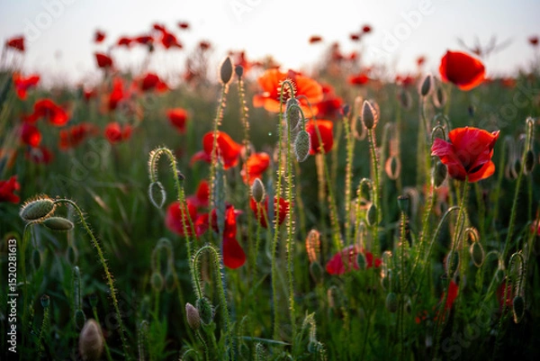 Fototapeta Field poppies
