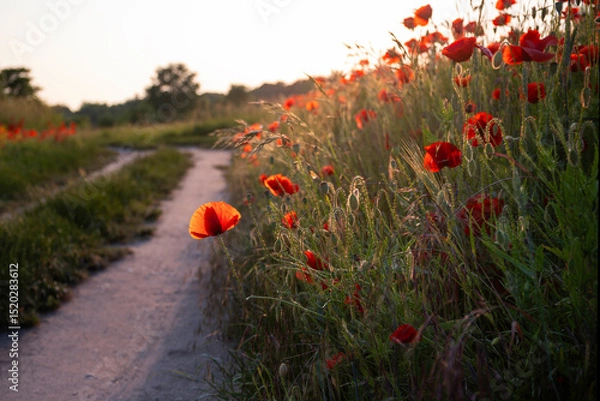 Fototapeta Roadside poppies