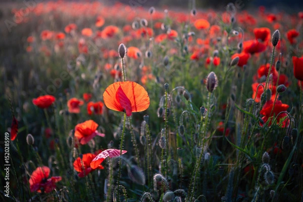 Fototapeta Field poppies