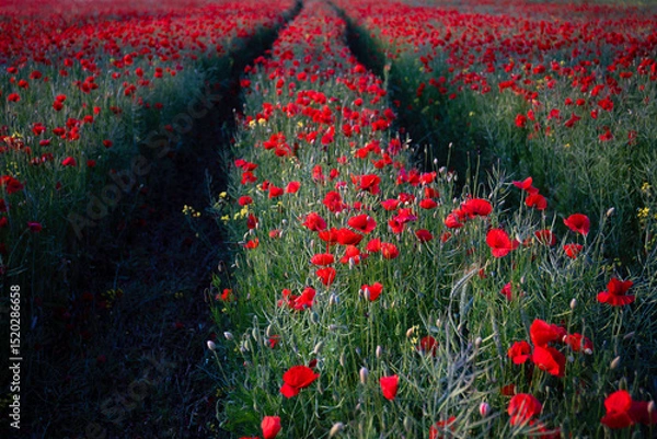 Fototapeta A path among poppies