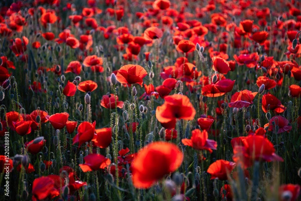 Fototapeta Field poppies