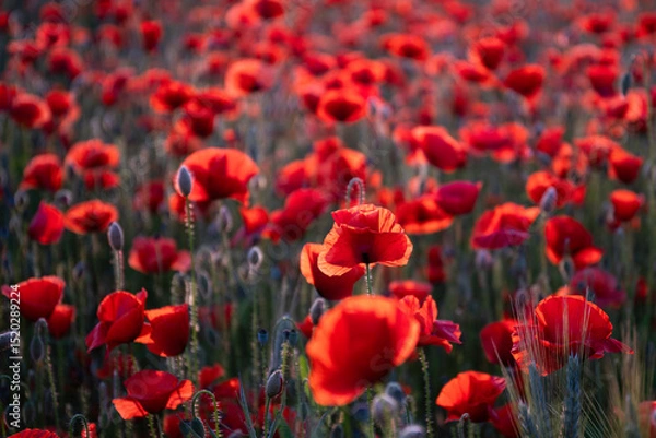 Fototapeta Field poppies