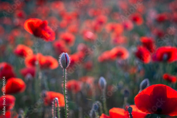 Fototapeta Field poppies