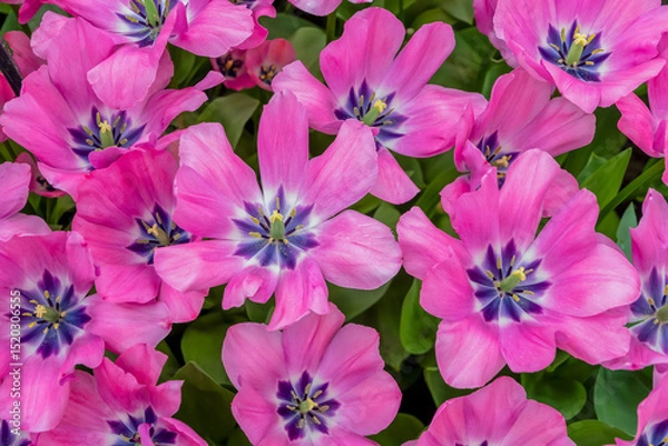 Fototapeta Mass of blooming pink tulips with purple centers create a bright and colorful floral arrangement symbolizing the beginning of spring, tulip variety Little Beauty,
