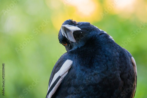 Obraz Australian Magpie, looking toward camera, with head tilted