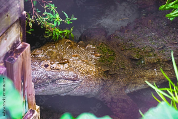 Fototapeta An American crocodile floats stealthily in the water, its head emerging near a weathered wooden bulkhead, eyes sharp and watchful.