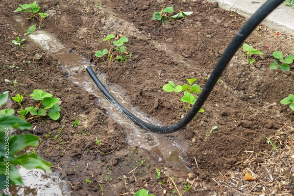 Fototapeta Water flowing from an irrigation hose, nourishing rows of strawberry plants in a vibrant garden, promoting healthy growth and ensuring optimal hydration for thriving crops