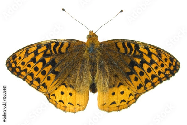 Obraz Great spangled fritillary butterfly