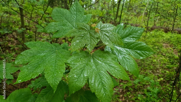 Fototapeta Closeup of sycamore maple or Acer pseudoplatanus tree sapling with fresh green leaves wet after rain and covered by water drops in spring forest at rainy day. Springtime foliage natural background.