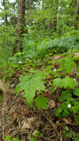 Fototapeta Close up of maple tree sapling with fresh green leaves wet after rain and covered by water drops growth in spring forest at rainy day. Beautiful springtime foliage natural background, vertical shot.