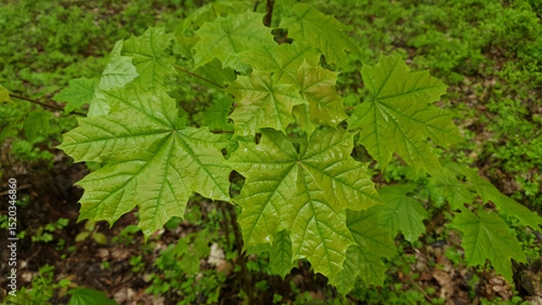 Fototapeta Close-up of fresh green maple tree leaves wet after rain and covered with water drops at rainy spring day. Beautiful springtime foliage natural background, shallow focus.