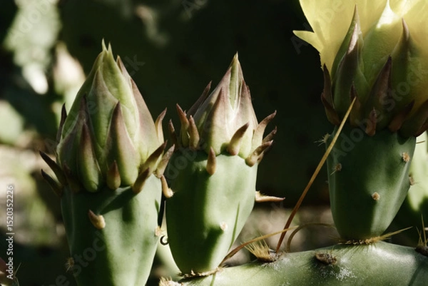 Fototapeta Prickly pear cactus macro closeup of buds on opuntia during spring season.