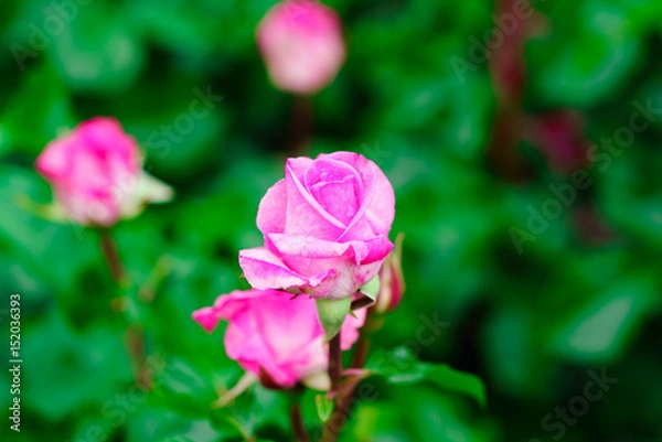 Fototapeta 花物語