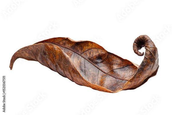 Fototapeta A dried leaf with a curled tip isolated on transparent background.