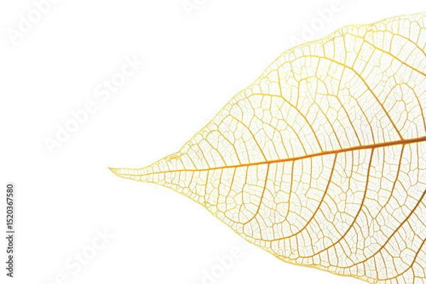 Fototapeta Detailed vein structure of a light beige leaf isolated on transparent background.