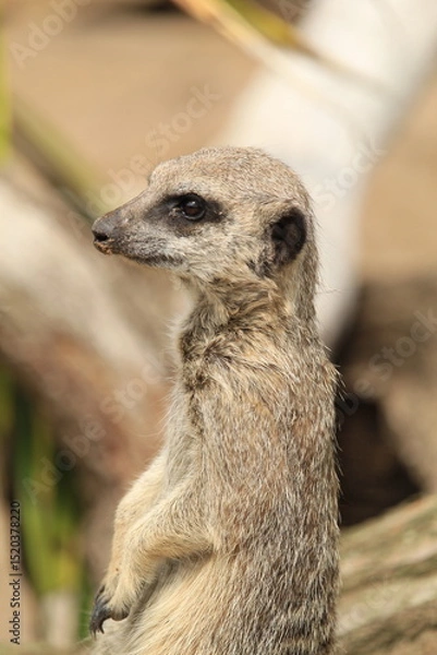 Obraz meerkat on guard