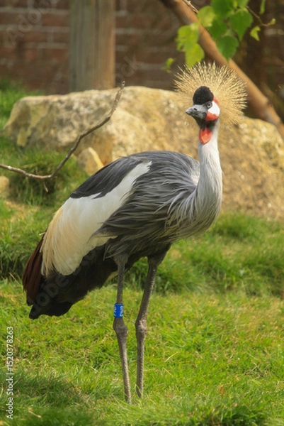 Obraz grey crowned crane