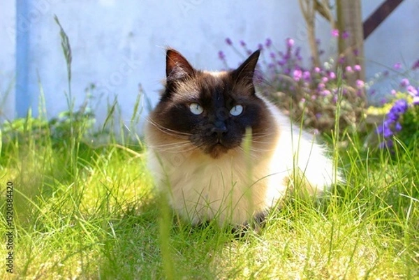 Obraz cat on the grass