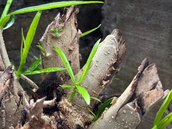 Obraz young green shoots growing from the remains of a cut tree trunk, the power of nature and the ability to regenerate. Ideal for concepts of growth, new life, resilience, or the cycles of nature.