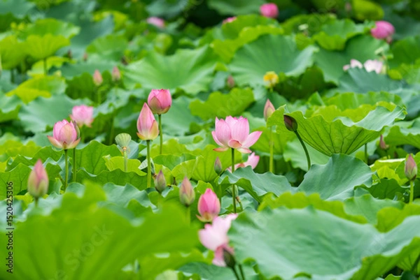 Obraz lotus flower blooming in summer pond with green leaves as background