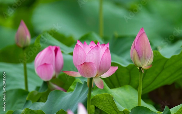 Obraz lotus flower blooming in summer pond with green leaves as background
