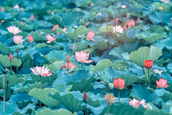 Obraz lotus flower blooming in summer pond with green leaves as background