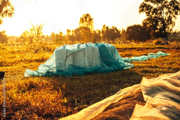 Fototapeta A collection of sacks resting in a tranquil countryside field, illuminated by a golden sunset, creating a serene agricultural scene. Paddy, grain, rice at industry sunset.