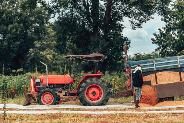 Fototapeta In a rural field, a farmer is using a tractor to harvest crops on a clear day. Labor working with grain after harvest and truck lade paddy.