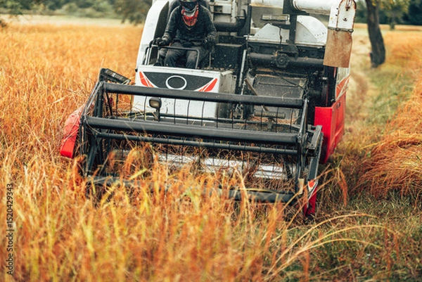 Fototapeta Combine harvesting rice with cutting it in a golden field during early morning light in rural farmland. Machine working and rice growth.