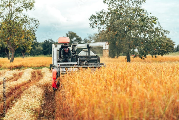 Fototapeta Combine harvesting rice with cutting it in a golden field during early morning light in rural farmland. Machine working and rice growth.