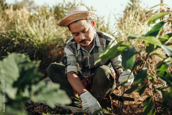 Fototapeta Famer use rakes to spread soil in long pots before planting vegetables.