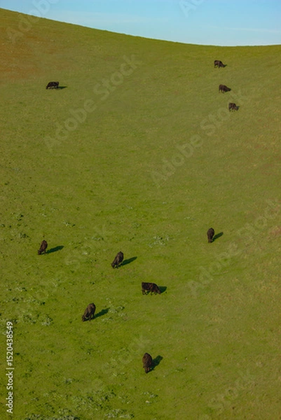 Obraz Cows grazing on a green hillside under a clear blue sky