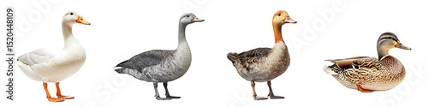 Fototapeta Set of a duck, isolated on a transparent background.