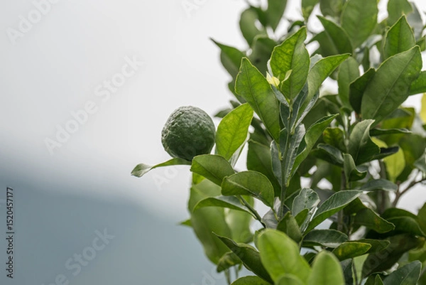 Fototapeta Green Lemon on Tree with Mountain Background