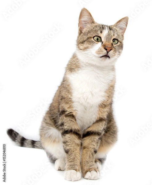 Fototapeta Portrait of a cat on a white background