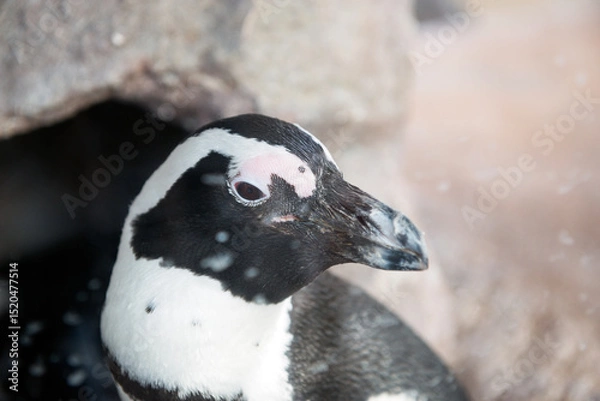 Fototapeta ペンギン
