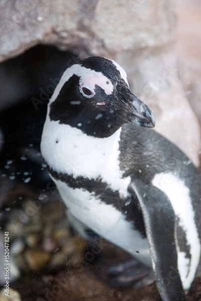 Fototapeta ペンギン
