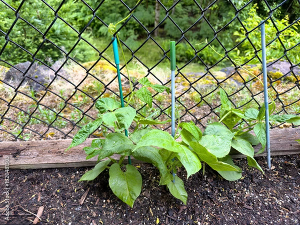 Fototapeta Pole bean plants beginning to grow and climb up chain link fence in spring