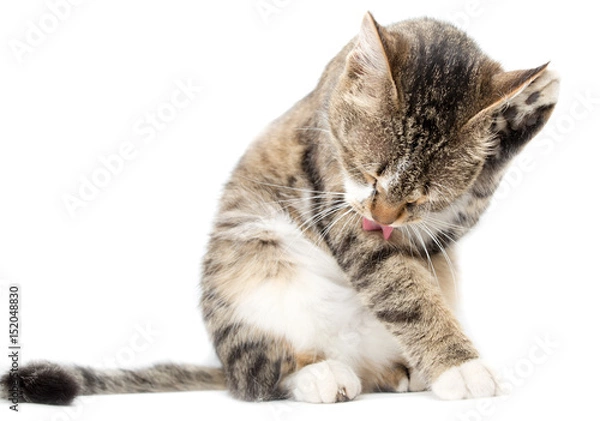 Fototapeta Cat washed on white background