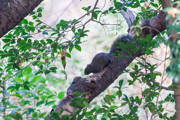 Obraz 公園の立木にいた可愛いタイワンリス
英名学名：Taiwan squirrels (Callosciurus erythraeus)
神奈川県横浜市三ツ池公園-2025
江戸時代に作られた３つの灌漑用池を中心に作られた、市民の憩いの公園。
日本の「さくらの名所100選」に選ばれる桜の名所である。
