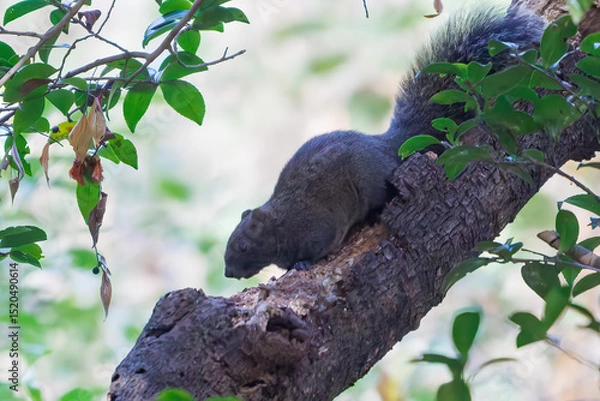 Obraz 公園の立木にいた可愛いタイワンリス
英名学名：Taiwan squirrels (Callosciurus erythraeus)
神奈川県横浜市三ツ池公園-2025
江戸時代に作られた３つの灌漑用池を中心に作られた、市民の憩いの公園。
日本の「さくらの名所100選」に選ばれる桜の名所である。
