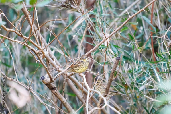Obraz 餌を探す可愛いアオジ（ホオジロ科）
英名学名：Grey tailed Tattler (Emberiza spodocephala)
泉で水浴びをしている。
神奈川県横浜市三ツ池公園-2025
江戸時代に作られた３つの灌漑用池を中心に作られた、市民の憩いの公園。
日本の「さくらの名所100選」に選ばれる桜の名所である。
